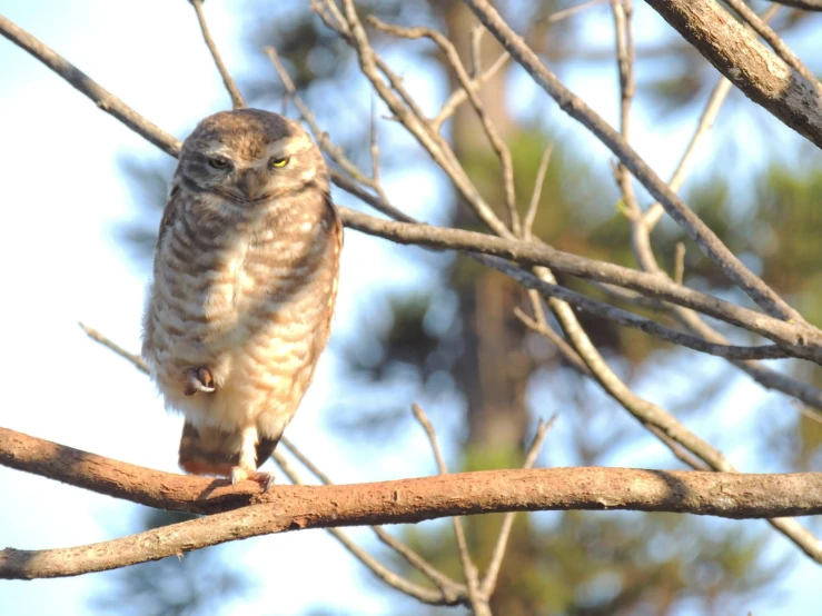 an owl sitting on top of a tree nch