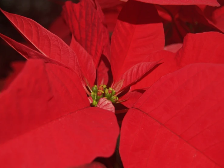 a close up of red leaves of a poinsettia plant