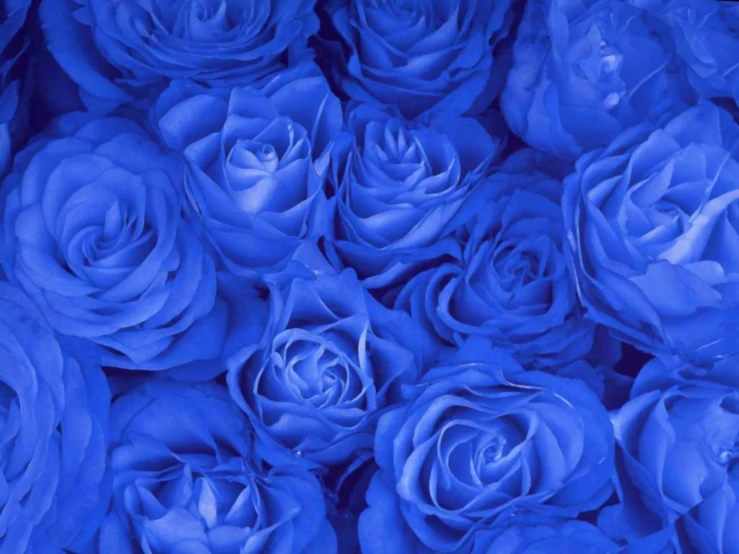 some very pretty roses in some blue colored flowers