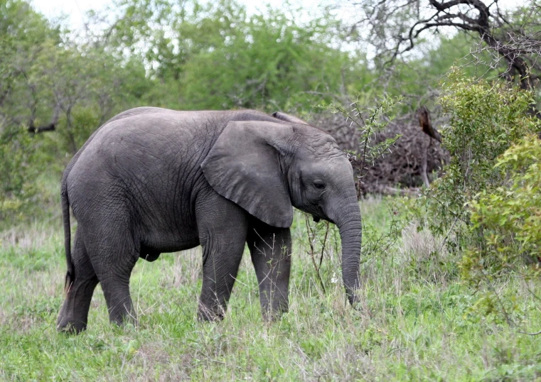 a lone gray elephant standing on top of a lush green field