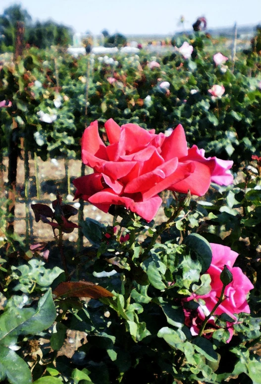 some very pretty pink roses growing in a field