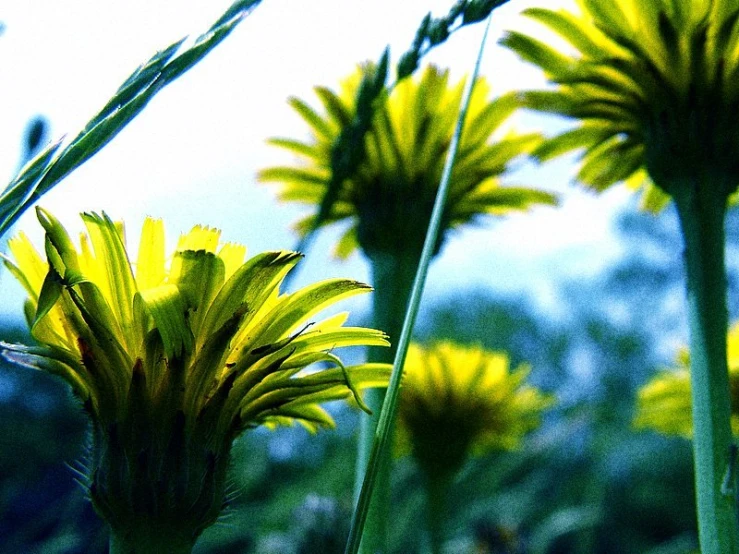 the yellow flowers are in bloom against the sky