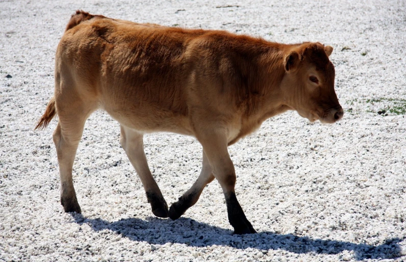 a very small brown cow walking on some dirt