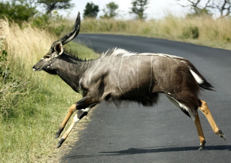 an animal is walking along the road while its tail is stretched out