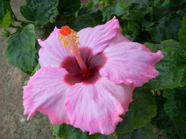 a pink hibis flower with large green leaves