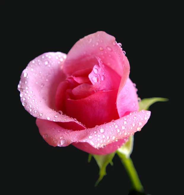 a pink rose that is very pretty with water drops on it