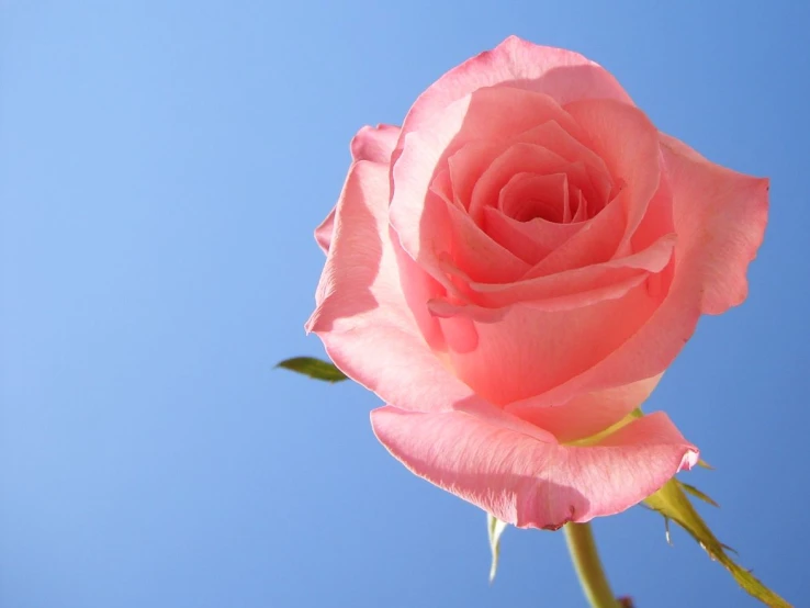 the large flower is being displayed against the blue sky