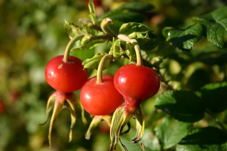 three red berries on a bush with green leaves