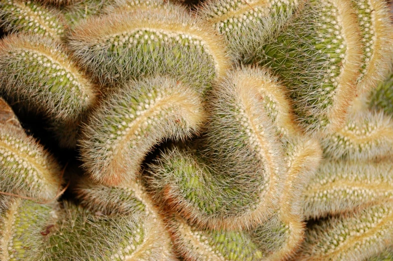 a green and white flower with a thin pattern