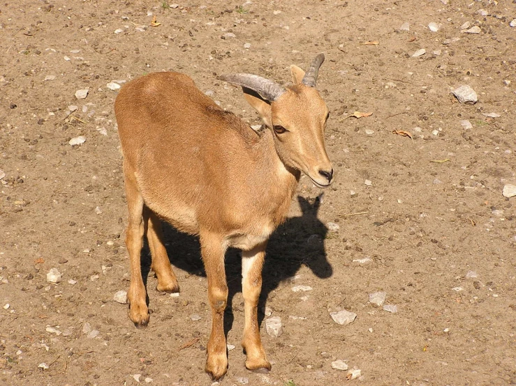 the horned animal stands alone in an arid field