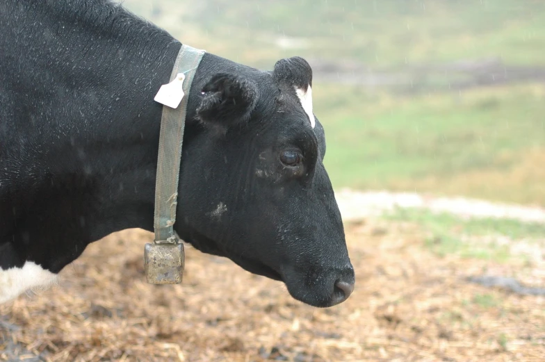 a black and white cow with white patches on its face