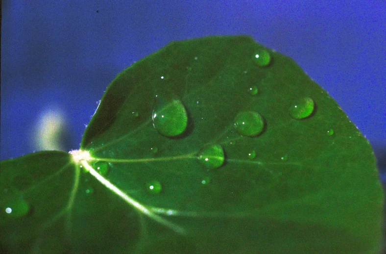 the green leaves with the water droplets are on display