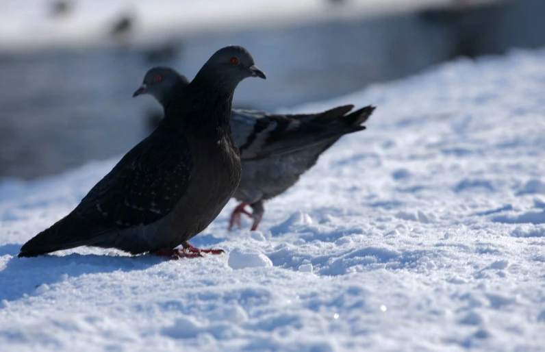 two pigeons are walking through the snow