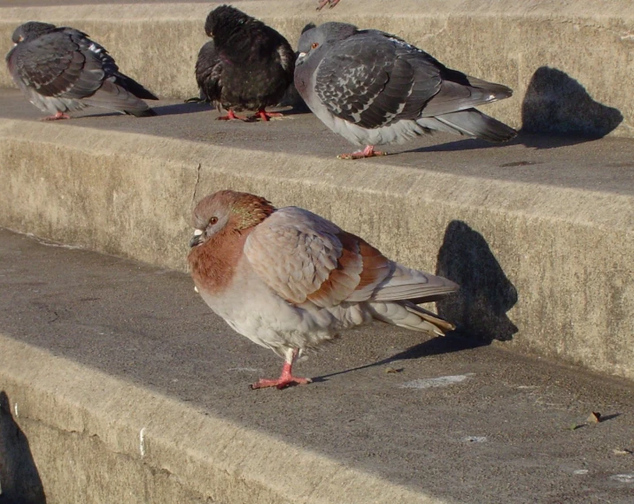 a number of pigeons standing on steps near one another