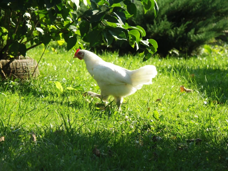 a white chicken walking across a lush green field