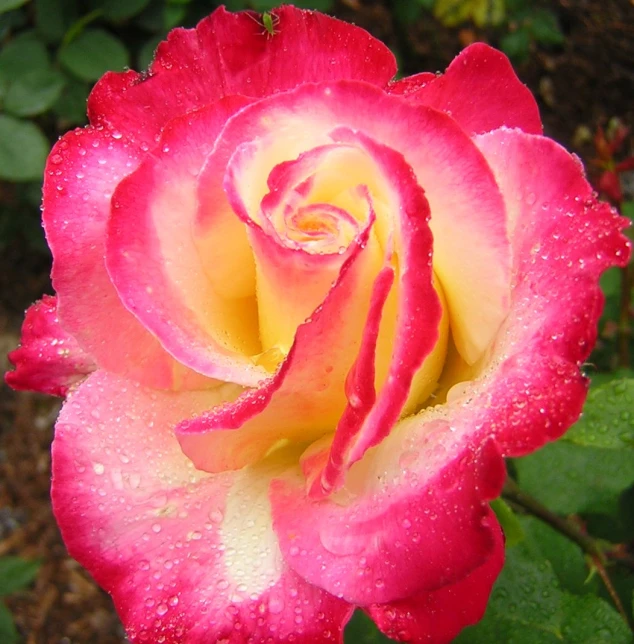 closeup of pink rose in the rain with leaves