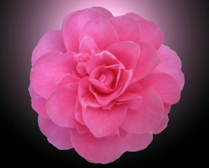 a pink rose blooming on black background