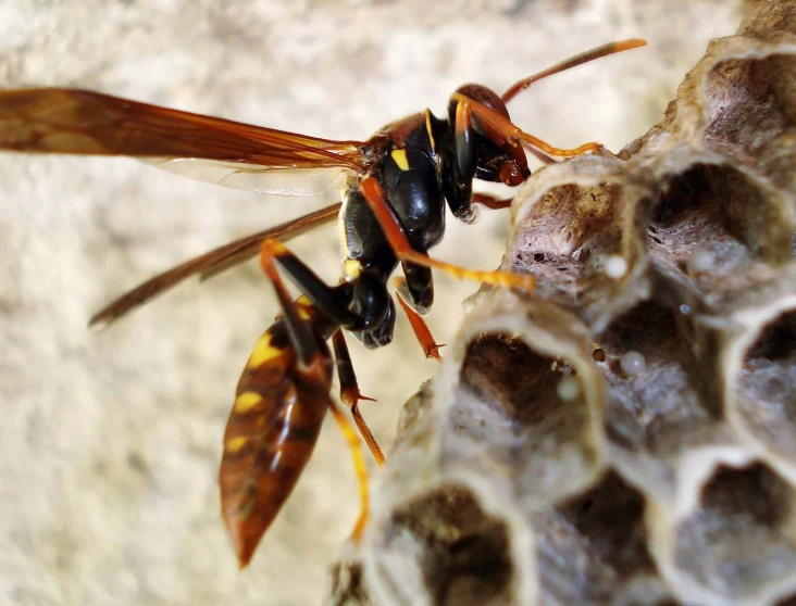 an orange black and yellow bee laying on top of a hive