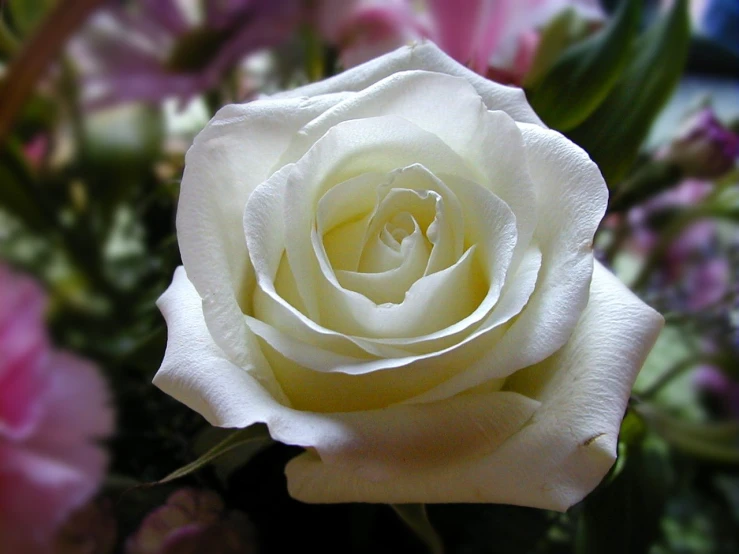a white rose with other flowers in the background