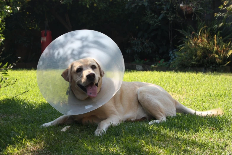 a dog is holding a frisbee in its mouth