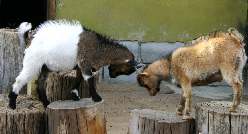 two goats stand on wood logs near each other