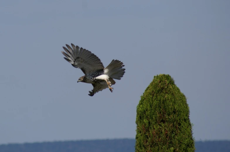 a bird flying in the sky near a tree