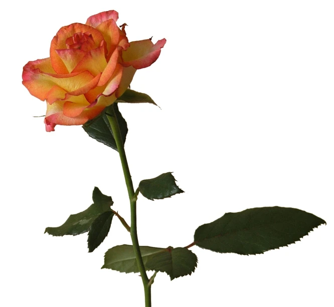 an orange and pink rose with green leaves