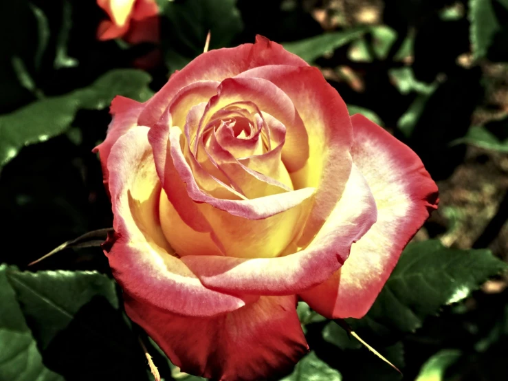 a rose blossom sitting on top of green leaves