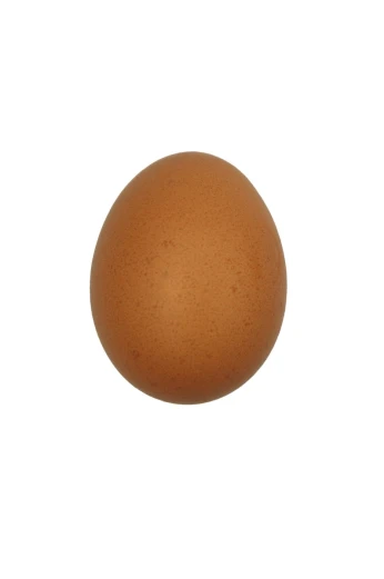 brown chicken egg isolated on a white background