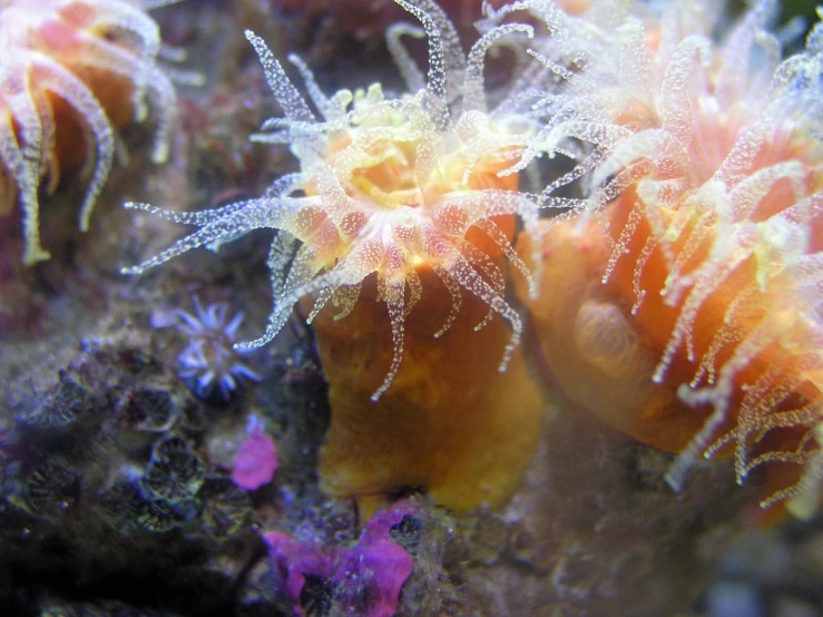 several different sea anemonas are on a reef