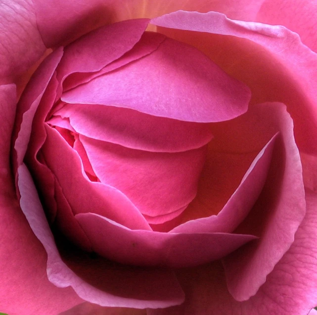 close up view of the center of a pink rose