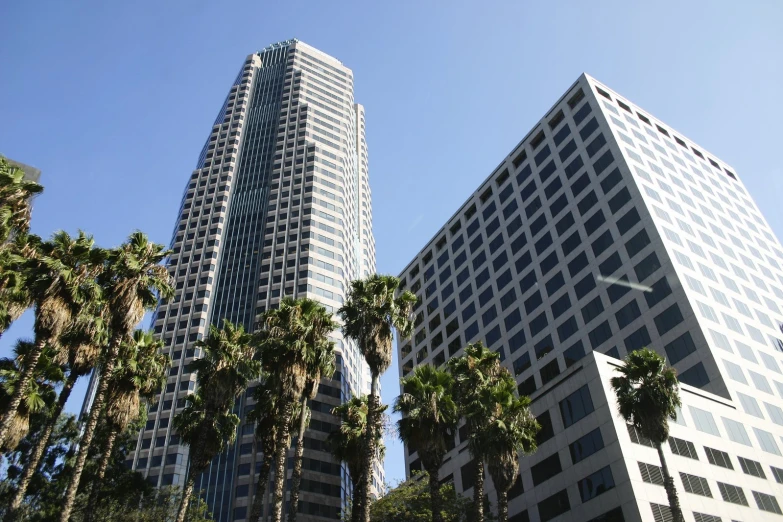 tall buildings next to palm trees in the city
