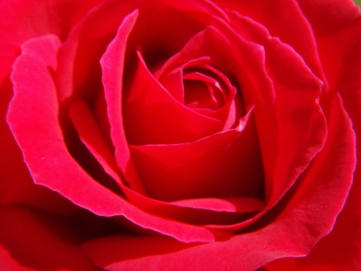 a close up of a red rose flower