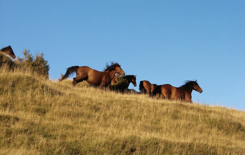 several horses that are walking on a hill