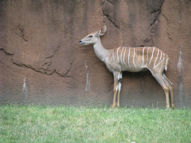 a deer standing next to a large rock wall