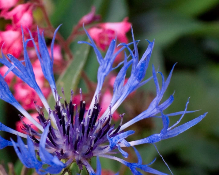 a blue and purple flower on top of pink flowers