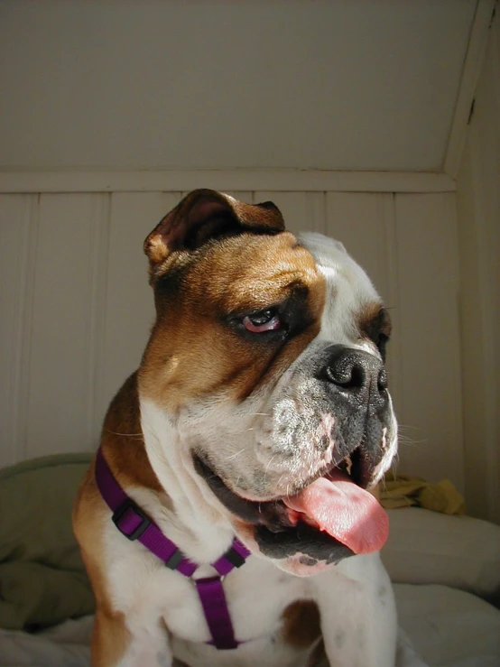 a brown and white dog sitting on a bed