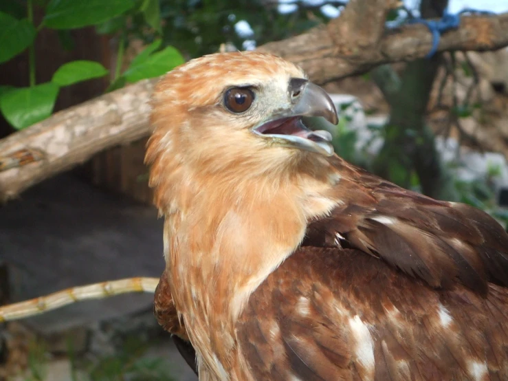 a bird sitting in front of some trees