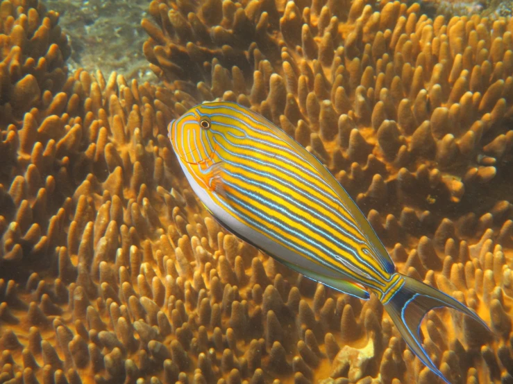 a fish with yellow and blue stripes swimming in the sea