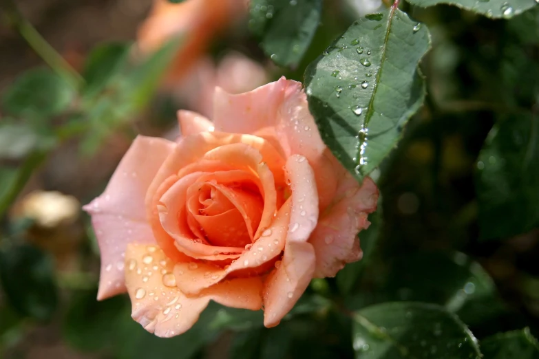 a single orange rose with some water droplets on it