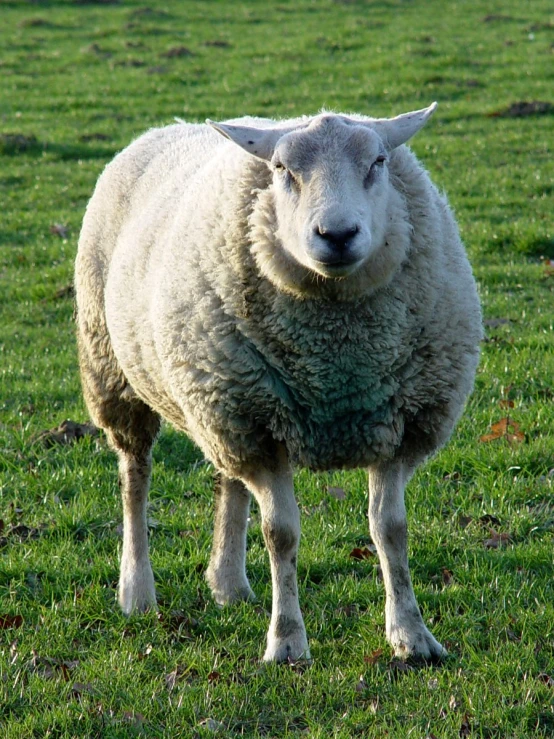 a sheep that is standing in the grass