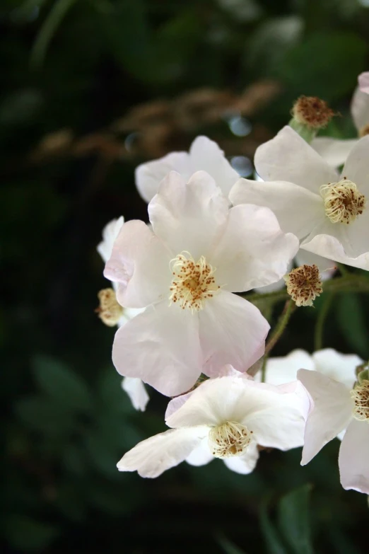 some pink and white flowers blooming on a tree