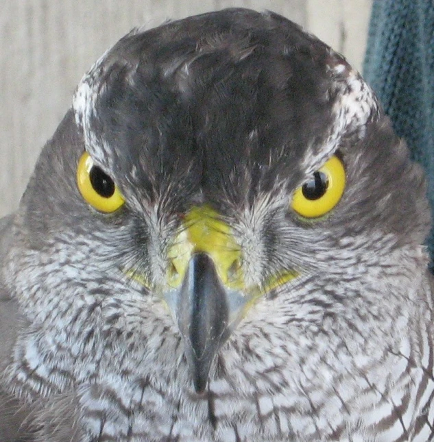 close - up pograph of an angry looking owl