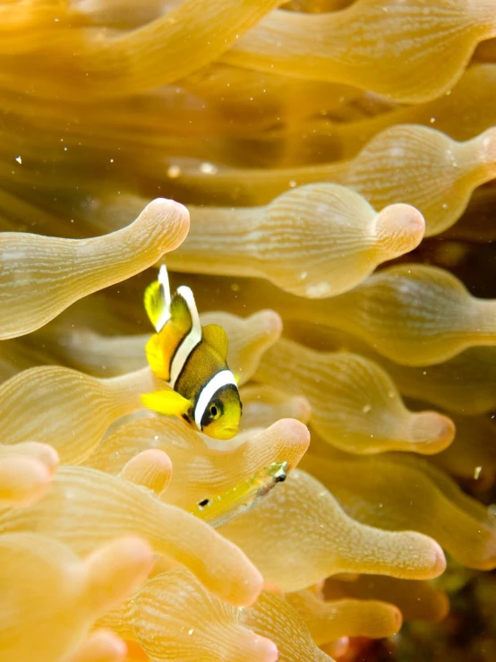 some very pretty clown fish in the water