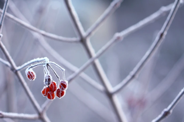 the small red berries on the top of a tree nch