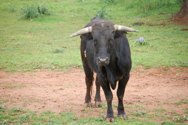 a cow standing on top of a lush green field