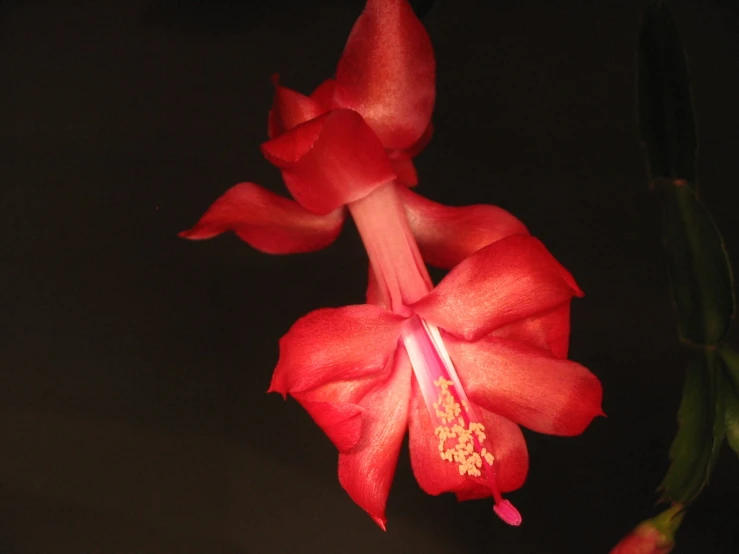 a flower with red petals in the dark