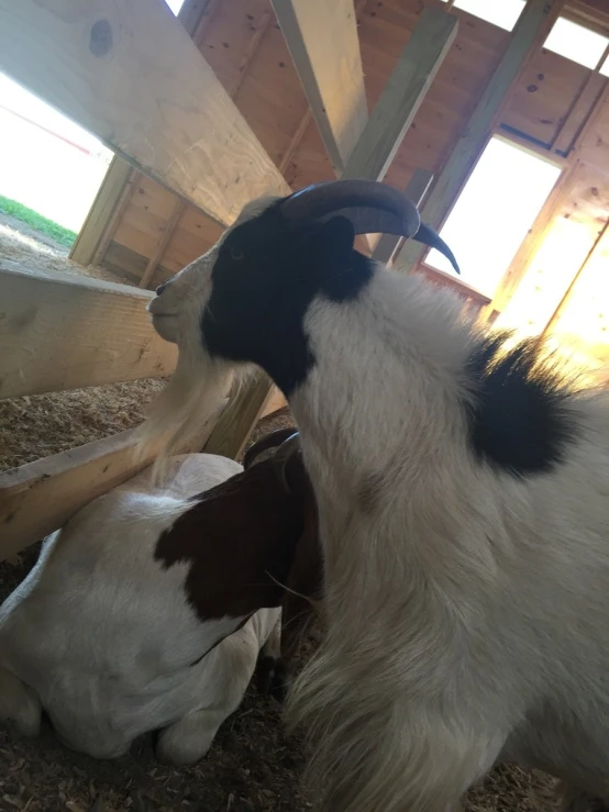 a goat and its baby lying on some hay in a pen