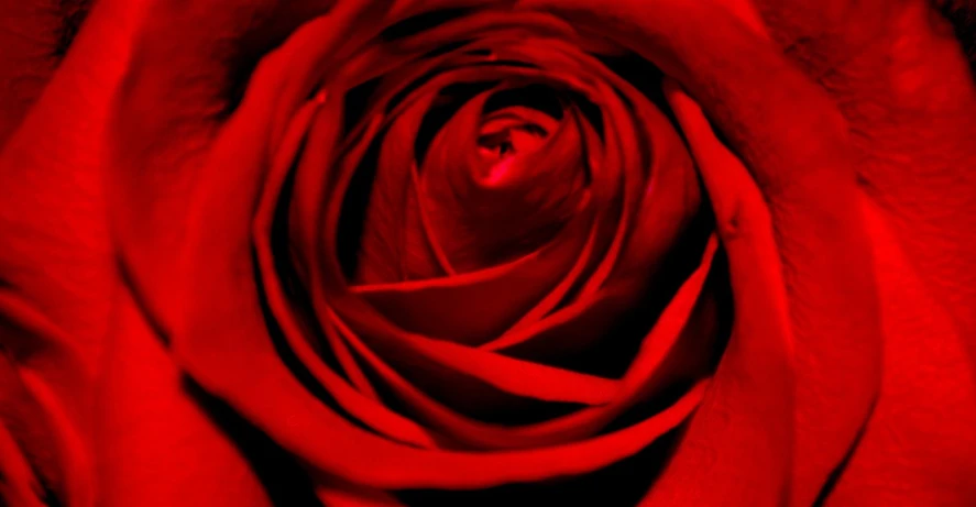 the center of a red rose has very detailed petals