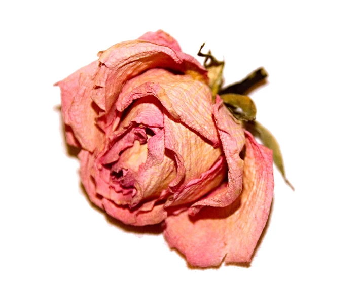 a close up of a pink flower on a white background